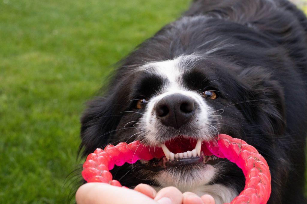 5 astuces à intégrer avec votre chien pour prévenir la garde de ressources Zen Comportement animal
